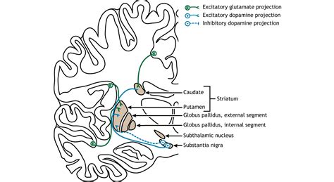 Basal Ganglia Foundations Of Neuroscience