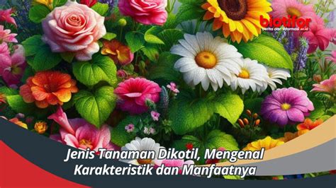 Jenis Tanaman Dikotil Mengenal Karakteristik Dan Manfaatnya Biotifor