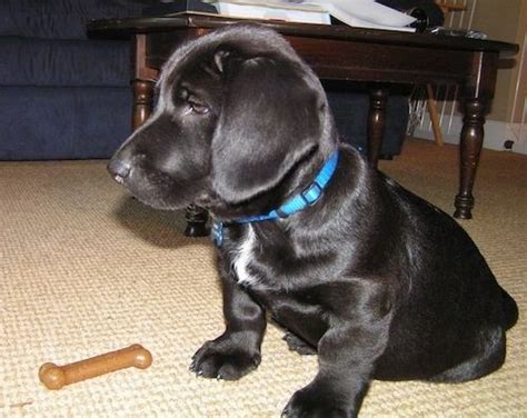 Basset Hound Lab Mix Puppies