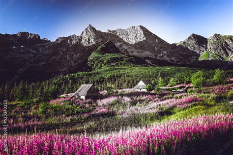 Hala G Sienicowa W Tatrach Polskich Kwitn Ca Wierzb Wka Kiprzyca