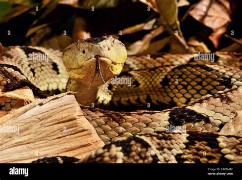 Bothrops lanceolatus Banque de photographies et dimages à haute