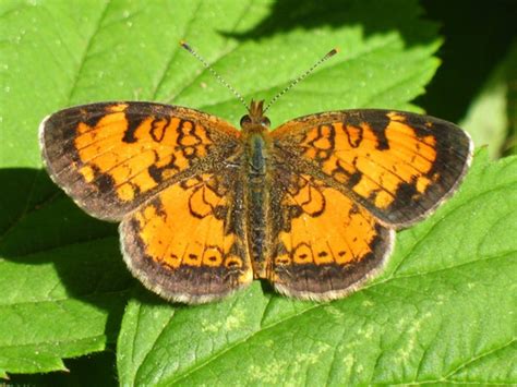 Orange Butterfly Identification Guide With Photos Owlcation