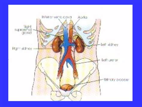 Urinary tract | PPT