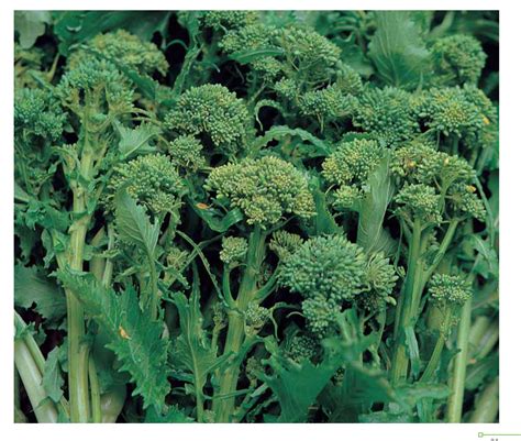 Broccoli raab | Brassica rapa cymosa | SUBA SEEDS COMPANY Spa