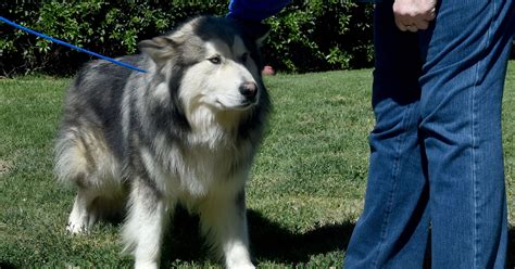 22 rescued Alaskan malamutes up for adoption in Simi