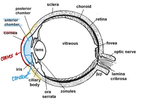 Cornea Flashcards Quizlet