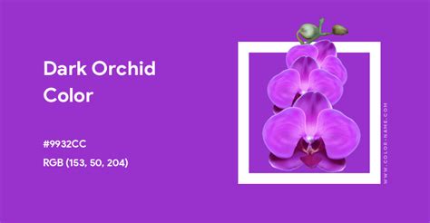 Dark Orchid Color Codes Orchid Color Dark Orchid Rainbow Palette