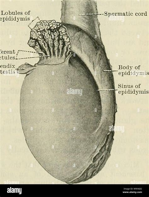 Imagen de archivo de la página 1320 de Cunningham de libro de texto de