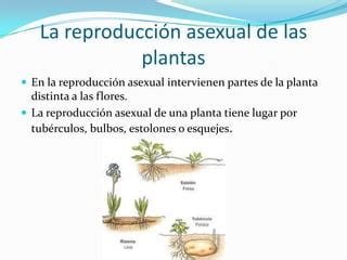 Tarea Majo Ppt