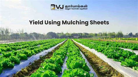 Crop Yield Using Mulching Sheets Mulching Sheet Film