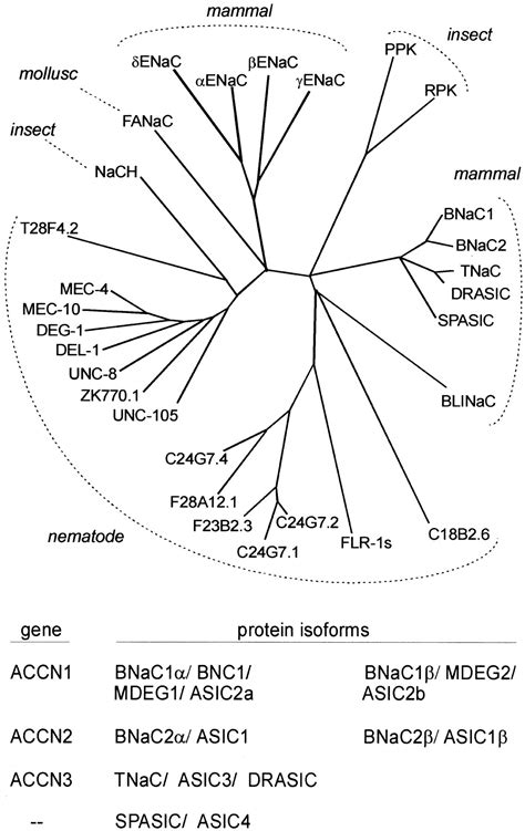 Transport And Localization Of The Deg Enac Ion Channel Bnac To