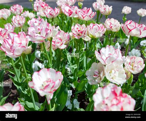 Bed with tulips Stock Photo - Alamy