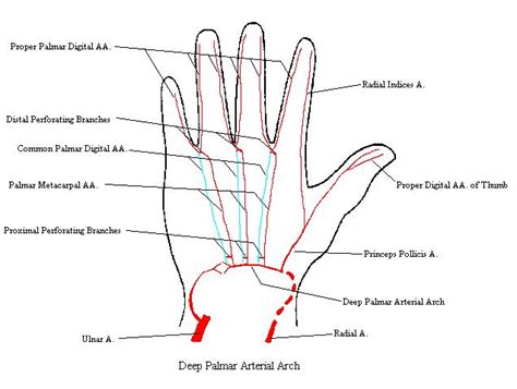 DeepPalmarArterialArchComplete