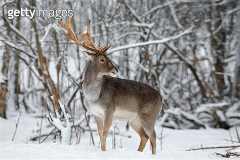 Adult Fallow Deer Buck Close Up Majestic Powerful Fallow Deer Dama