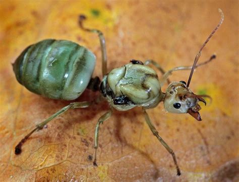 Queen Green Ant Queen Ant Ants Insect Photos