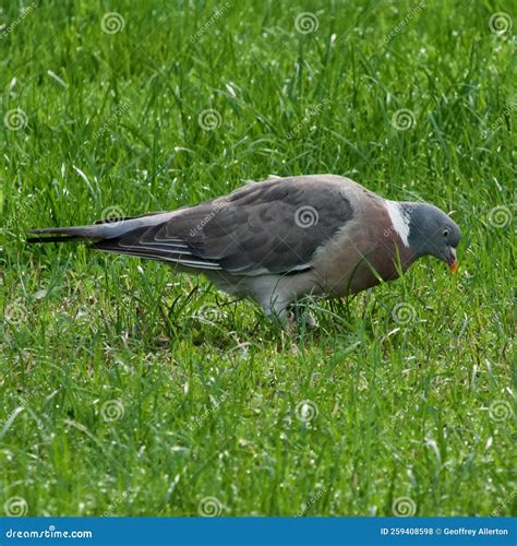 Pigeon on the grass stock photo. Image of stoke, grass - 259408598