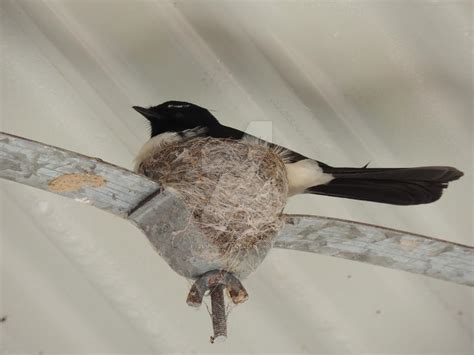 Willy wagtail nesting by eyeluvroses on DeviantArt