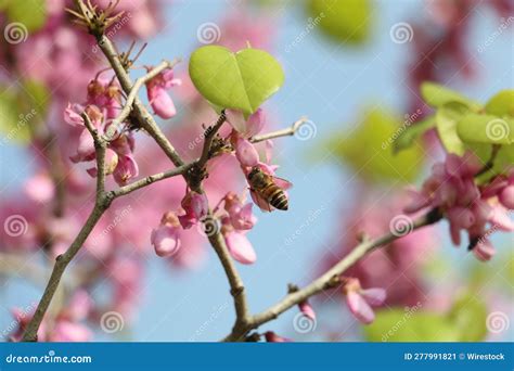 A Bee On A Pink Flowered Tree Branch In The Summer Stock Image Image