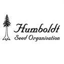 White Runtz Fast Version Cannabis Seeds By Humboldt Seed Organisation