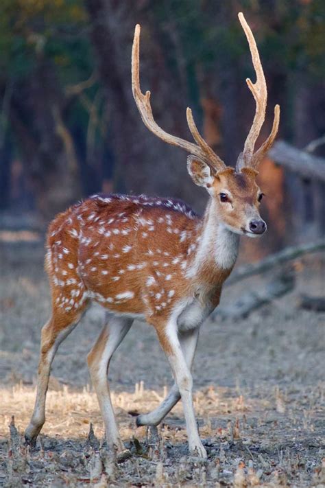 Animals With Antlers: Examples, Pictures & Interesting Antler Facts