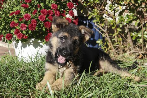 Seniors Then And Now German Shepherds Forum