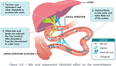 [PDF] Development of bile acid sequestrants based on cationic hydrogels | Semantic Scholar