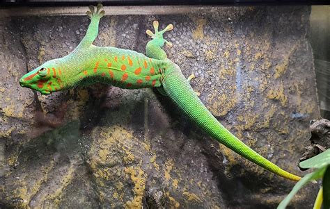 Phelsuma Grandis Crimson Giant Day Gecko Male 2 Crimson G