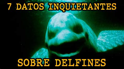 Algo Que No Quieres Saber Datos Perturbadores Sobre Delfines Youtube