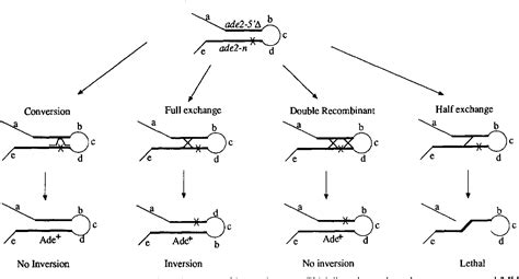 Table 1 From Multiple Pathways For Homologous Recombination In