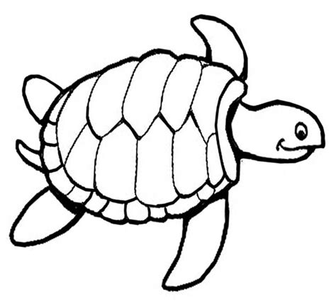 Sea Turtle Line Drawing at GetDrawings | Free download