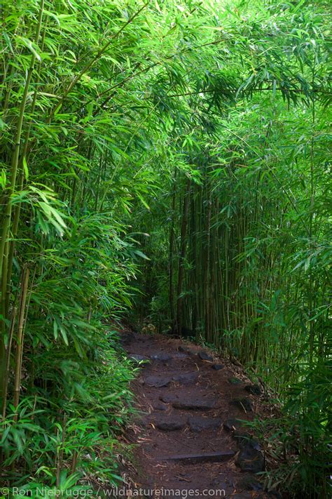 Bamboo Forest along the Pipiwai Trail | Photos by Ron Niebrugge