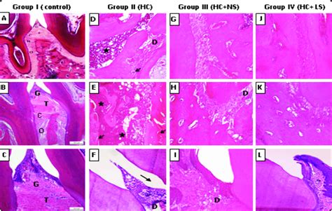 A Photomicrograph Of The Specimens Taken From All Groups A B C