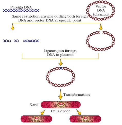 NCERT Class XII Biology Chapter 11 Biotechnology Principles And