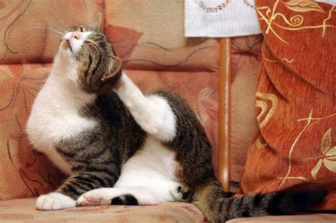 Средство от блох котенку и взрослой кошке: какое самое эффективное