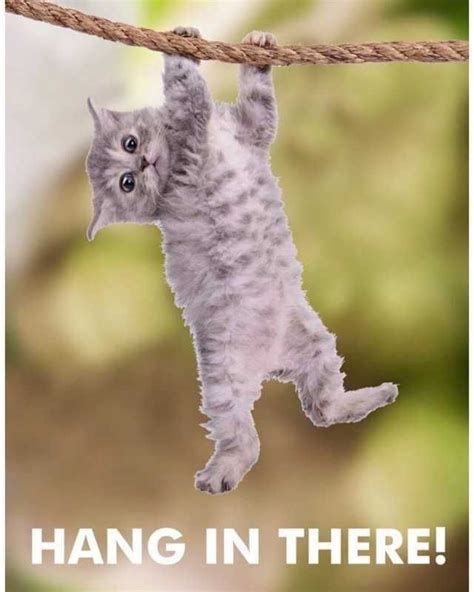 Hang in there cat meme original - wealthbery