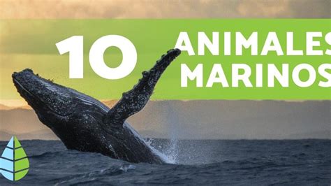 Incre Bles Apodos Para Lobo Marino Descubre Los Mejores Nombres