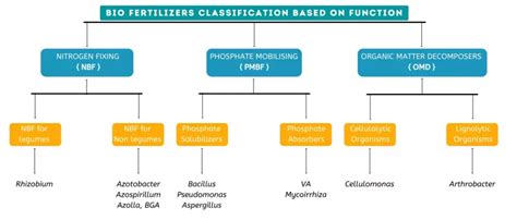 What is bio fertilizer: Its Types and Uses