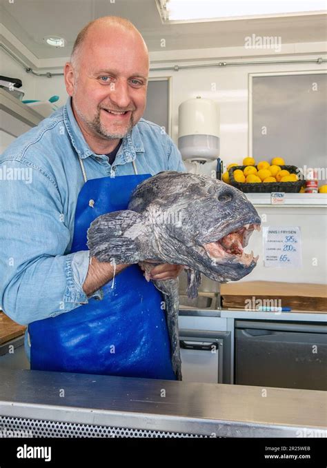 Fish Sellers Show A Catfish Atlantic Wolffish Wolffish Cat Fish