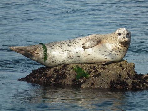 Harbor Seal: Facts, Habitat, Diet, and Unique Traits - World Deer