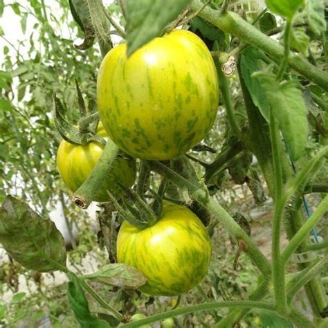 Plant Tomate Ancienne Green Zebra Bio Greenweez