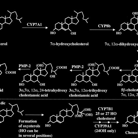 Bile Acid Biosynthetic Pathways Bile Acids Are Either Synthesized From