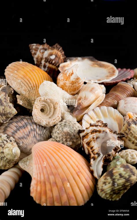 Detail Of Seashells From Around The World Stock Photo Alamy