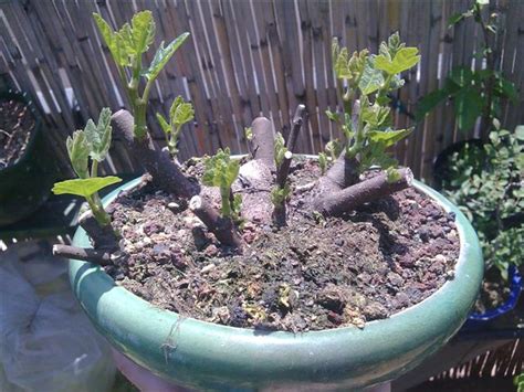 ficus carica Les chuhin et autres grands bonsaï ParlonsBonsai