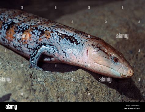 Eastern Blue Tongued Lizard Tiliqua Scincoides Portrait Sitting On