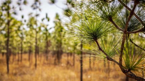 Annual Report For The Arbor Day Foundation