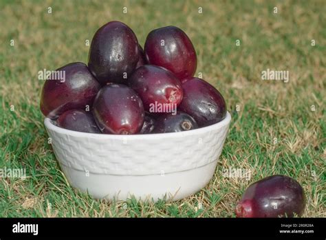 Fresh Jamun Fruits In Bowl Known As Java Plum Jambhul Jambolan Plum