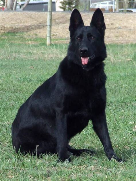 626 best black german shepherd images on Pinterest | German shepherd ...