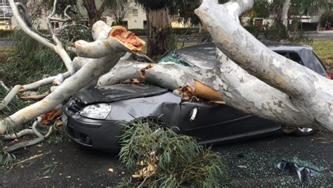 Driver Escapes Uninjured After Tree Falls On Car In Canberra Abc News