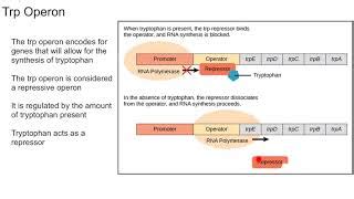 Tryptophan Operon Animation