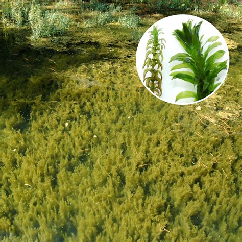 Algae & Weed Identification | Clean Ponds | Pond Lake Management
